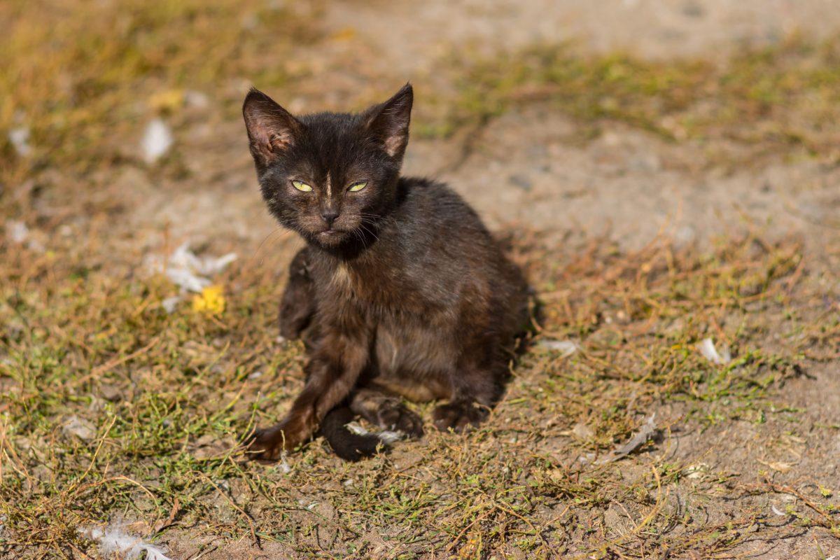 Five Tactics to Put Your Bastard House Cat in His Place