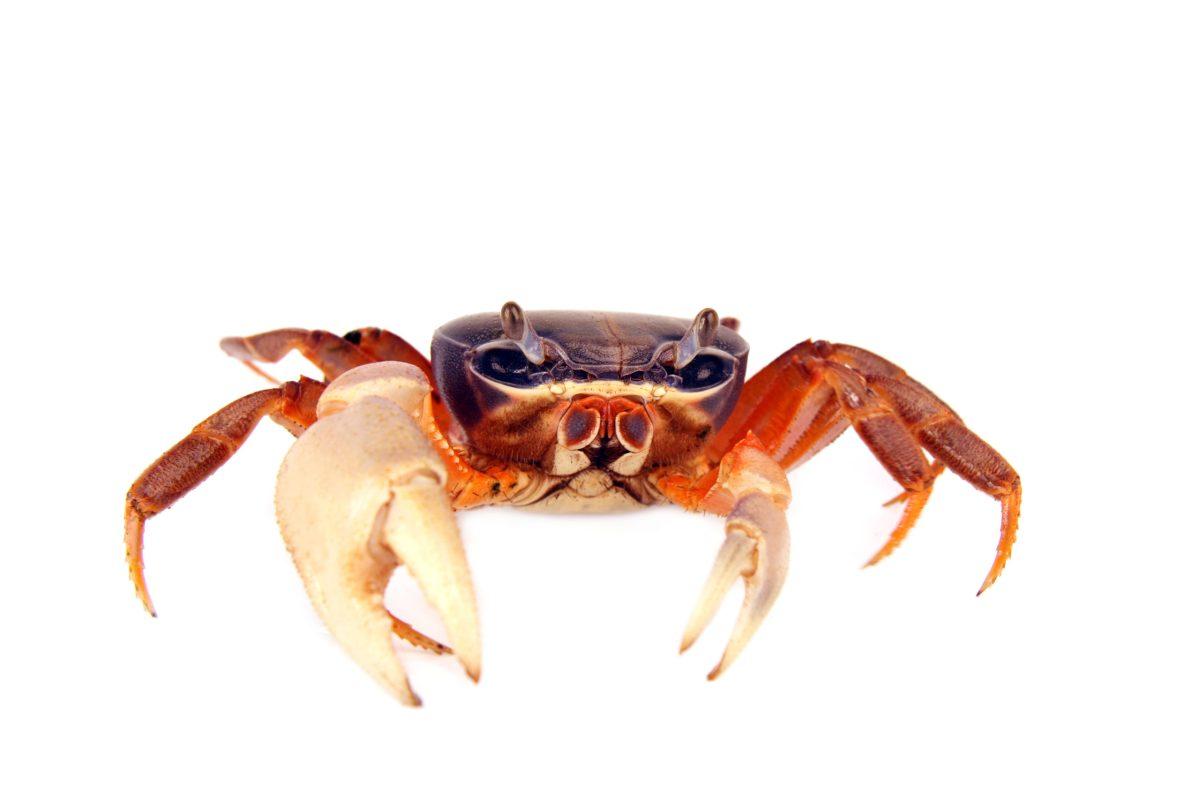 Help! I Went to Student Health for Crabs and They Prescribed Me Tartar Sauce