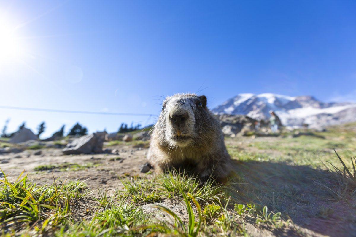 Curious marmots up the mountain