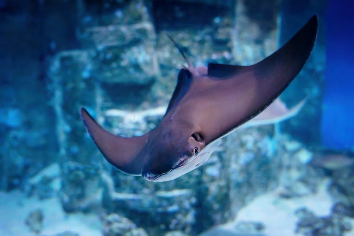 East American stingray (Rhinoptera bonasus). ownose ray swim in blue water in an aquarium.