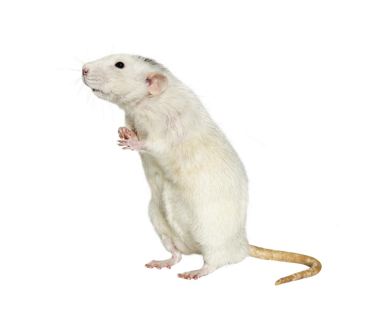 White domestic rat standing on hind legs isolated on white background.